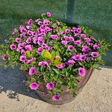 Σπίτι διακοπών Casa Dos Arcos