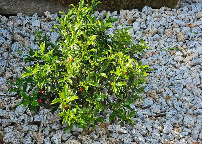 Casa Dos Arcos Feriehus